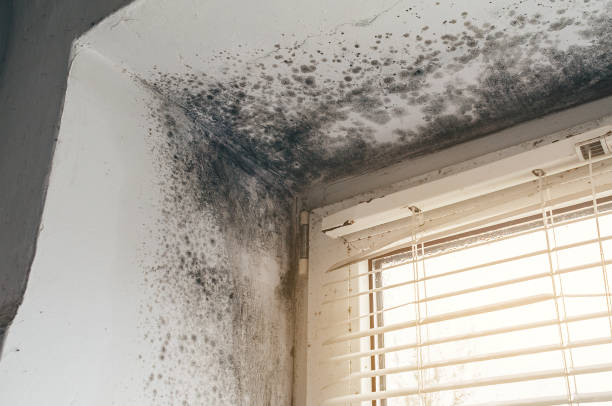 Affordable Black Mold Remediation solutions in Ho-Ho-Kus, NJ